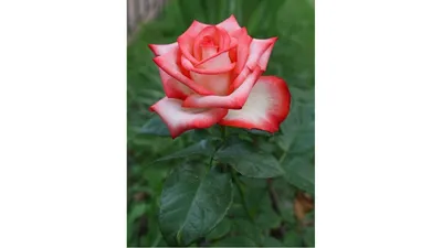 Роза кабарет: фотографии с разными размерами и доступными форматами