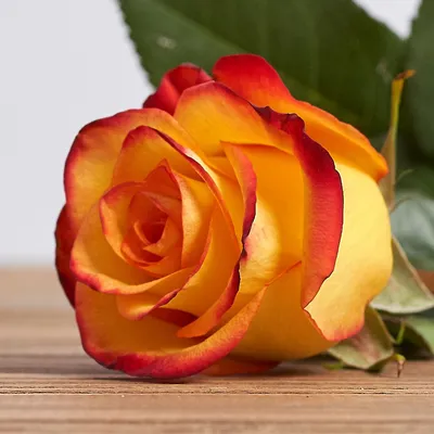 Изображение розы кабарет: качественные фото в различных форматах