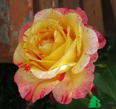 Роза камиль писсарро в формате jpg