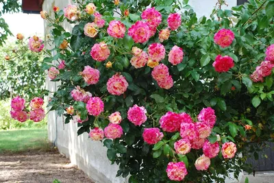 Изображение розы камиль писсарро в формате png