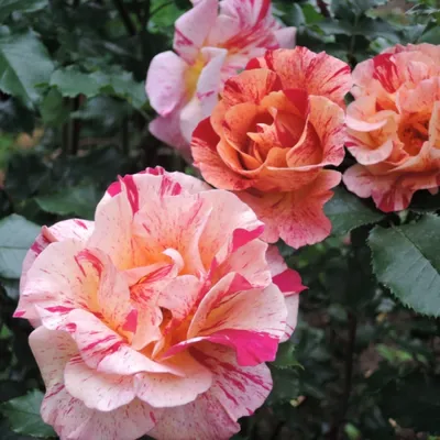 Качественное изображение розы камиль писсарро в формате jpg, png или webp