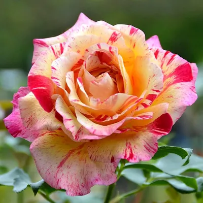 Изображение розы камиль писсарро в высоком разрешении