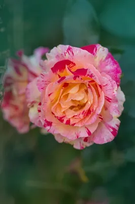 Фото розы камиль писсарро в разных форматах