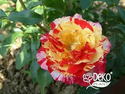 Фотка розы камиль писсарро в разных размерах и форматах