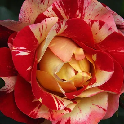 Большое изображение розы камиль писсарро с возможностью скачивания