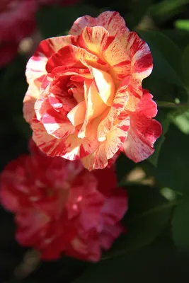 Изображение розы камиль писсарро с возможностью выбора размера и формата