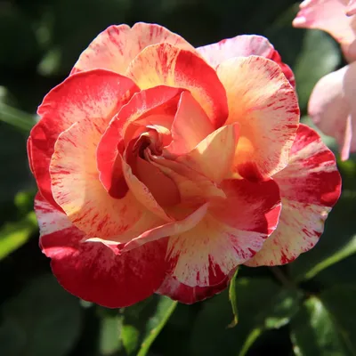 Картинка розы камиль писсарро с высоким качеством