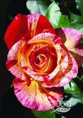 Фото розы камиль писсарро в разных размерах и форматах