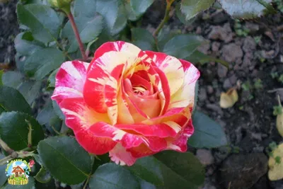 Изображение розы камиль писсарро с выбором формата и размера