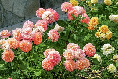 Фото розы камиль писсарро с разными вариантами загрузки и формата
