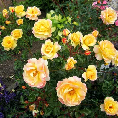 Изображение розы камиль писсарро с возможностью загрузки и выбора размера