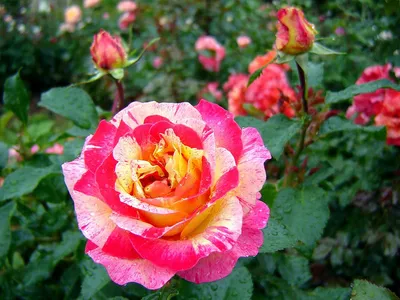 Роза камиль писсарро - лучшее изображение на выбор