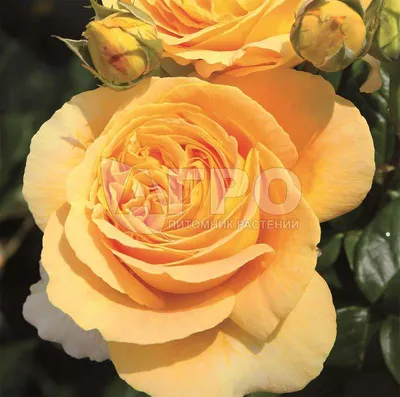 Удивительное фото розы канделайт: скачать изображение в png