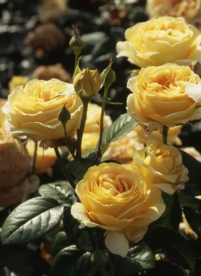 Великолепная роза канделайт: выберите нужный размер и формат