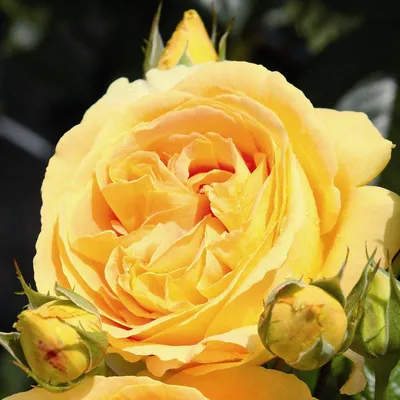 Изысканная красота розы канделайт: загрузить фото в webp