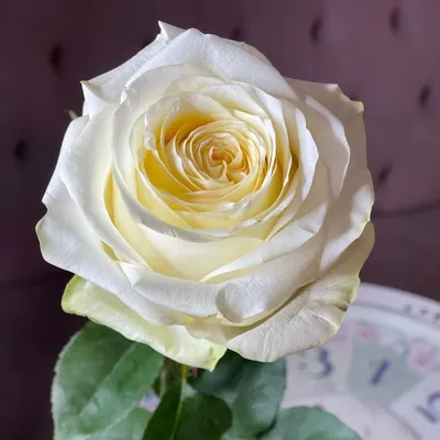 Замечательное фото розы канделайт: скачать в png формате