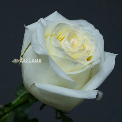 Очаровательная картина розы канделайт: выберите формат - jpg, png, webp