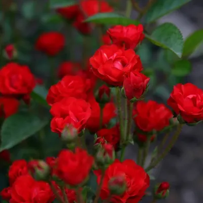 Изображение розы капельки для скачивания в png