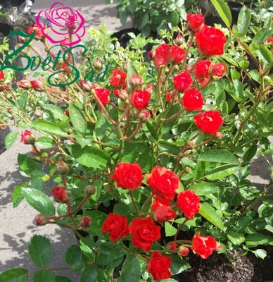 Нежная роза капелька в png – свободное использование