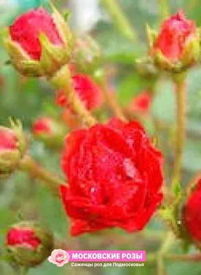 Фотография удивительной розы капельки в формате webp