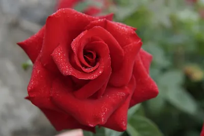 Фото розы капельки с невероятными деталями – jpg