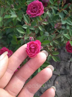 Красивое изображение розы капельки для скачивания в png