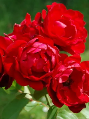 Изящная фотография розы капельки в формате webp