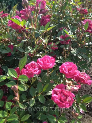 Фото розы капельки воздушной и нежной – jpg