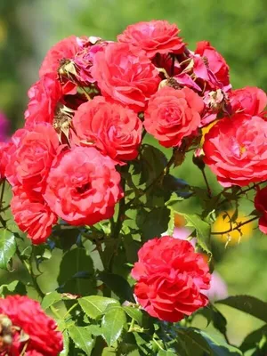 Мягкое изображение розы капельки доступно в png