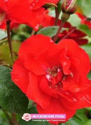Фотография розы капельки с интересными цветами – webp