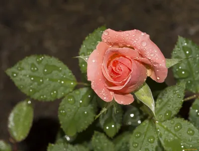 Привлекательная картинка розы капельки для свободного использования