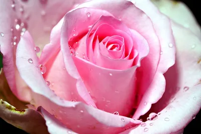 Фото капельки на розе с высокой детализацией – jpg