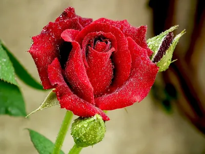 Чудесная фотография розы капельки в формате png