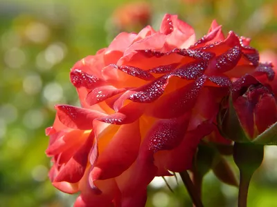 Красочное изображение розы капельки в webp