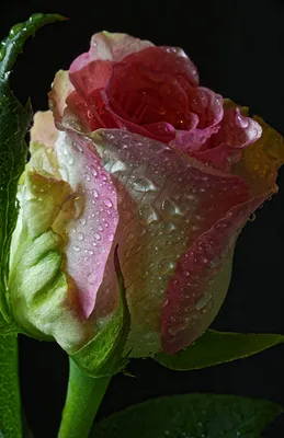 Великолепная картинка розы капельки для дизайнеров