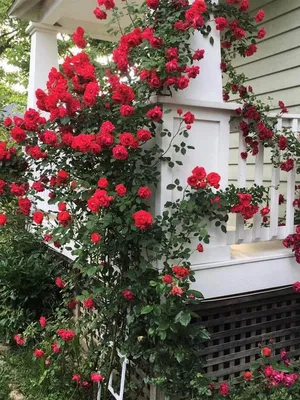 Фото розы капельки во время заката – jpg
