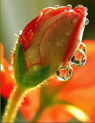 Изысканная фотография розы капельки доступна в формате png