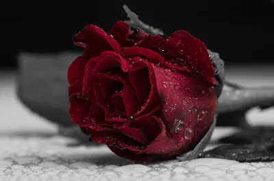 Фото розы капельки в макро съемке – jpg