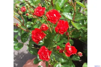 Снятое фото розы капельки с определенными настройками – webp