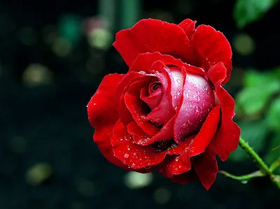Фото розы капельки со вспышкой – jpg