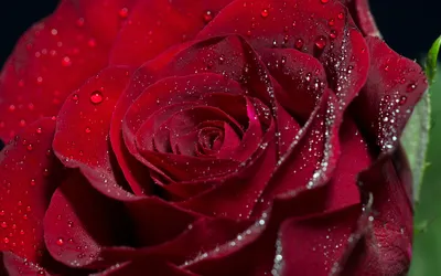Вдохновляющая фотография розы капельки в формате png
