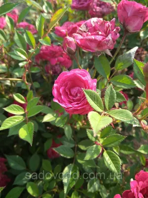 Удивительное изображение розы капельки в формате webp