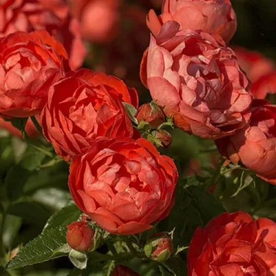 Прекрасная картинка розы капельки для свободного использования