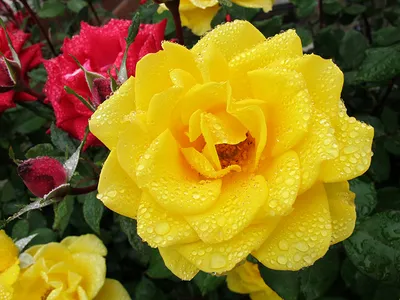 Фото розы капельки в саду – png формат