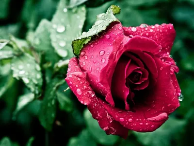 Потрясающее изображение розы капельки для скачивания в png