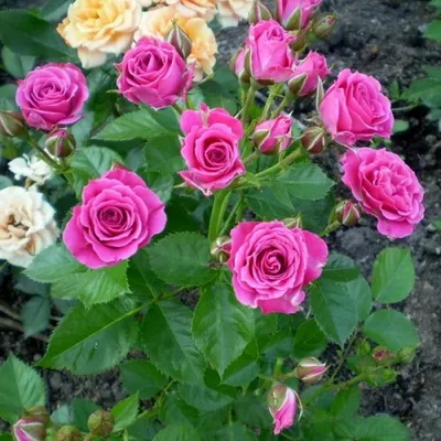 Изумительное изображение розы капельки – jpg формат