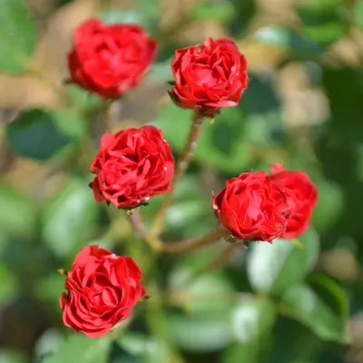 Бесплатное скачивание фотографии розы капельки в png