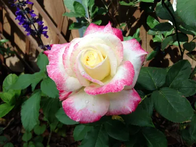 Уникальная фотка розы капельки в формате webp