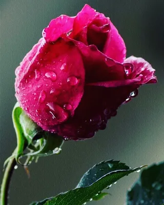 Фото розы капельки с натуральными красками – jpg
