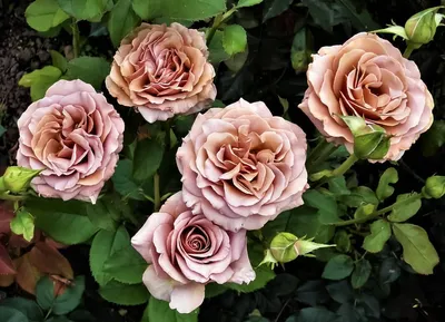 Роза капучино в формате jpg